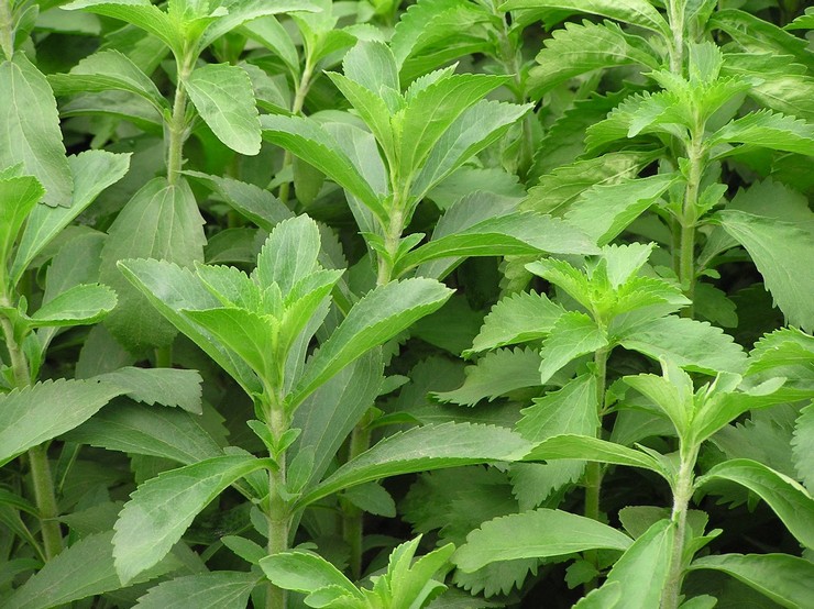 Stevia: plantation et entretien en plein champ, culture, propriétés médicinales