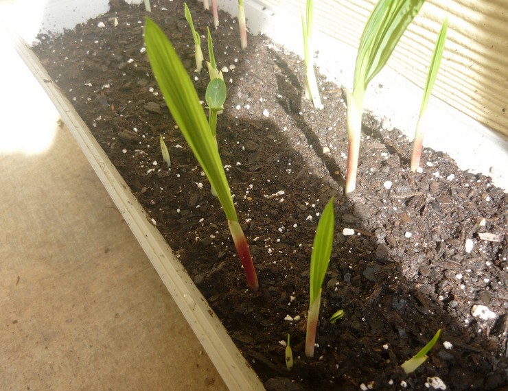 Planter des tigridia en plein champ