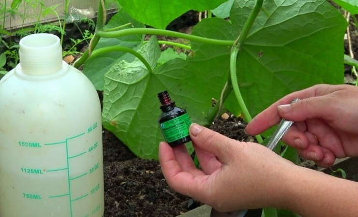 L'iode et les légumes verts augmenteront le rendement des concombres