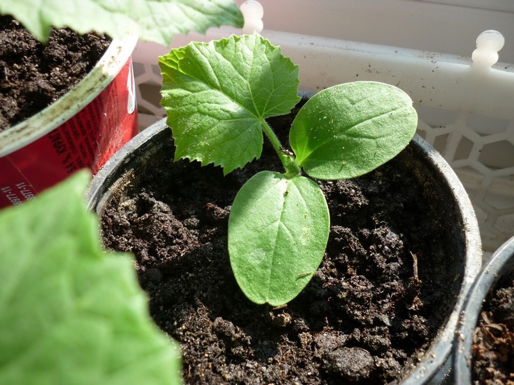 Transplantation de plants de concombre dans des pots