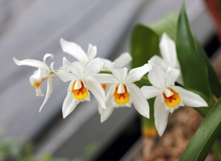 Orchidée de Cellogin