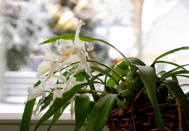 Prendre soin de l'orchidée cellogin à la maison