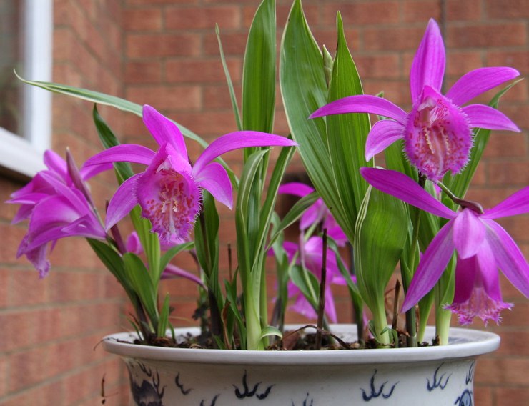 Playone orchidée