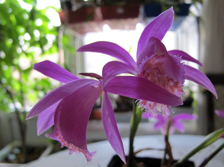 Soins à domicile pour l'orchidée Playone