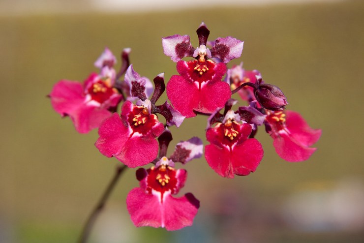 Description des orchidées tolumnea