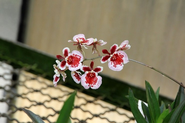 Orchidée Tolumnia