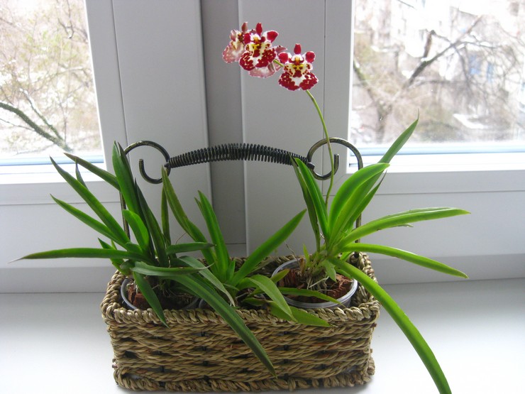 Soin des orchidées Tolumnia à domicile