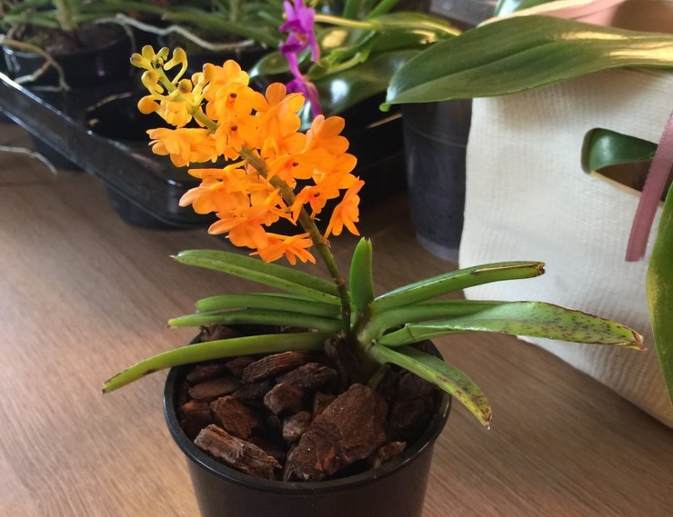 Soins des orchidées Ascocentrum à domicile