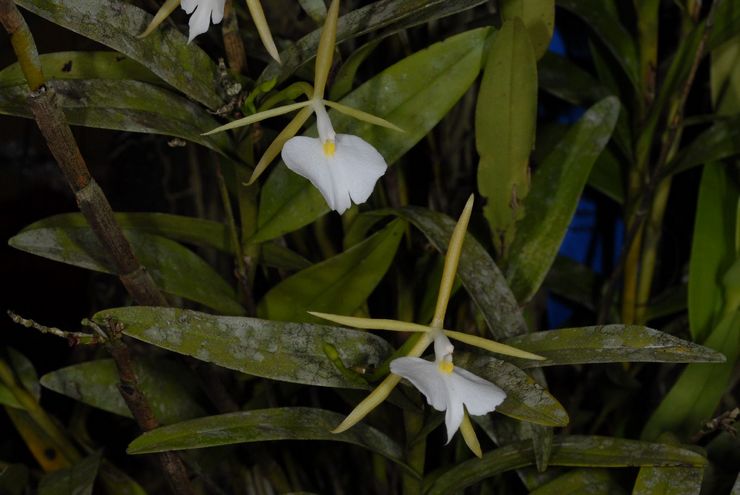 Epidendrum ivoire