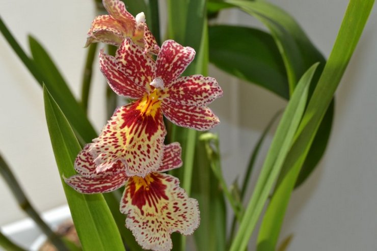 Soins des orchidées Epidendrum à domicile
