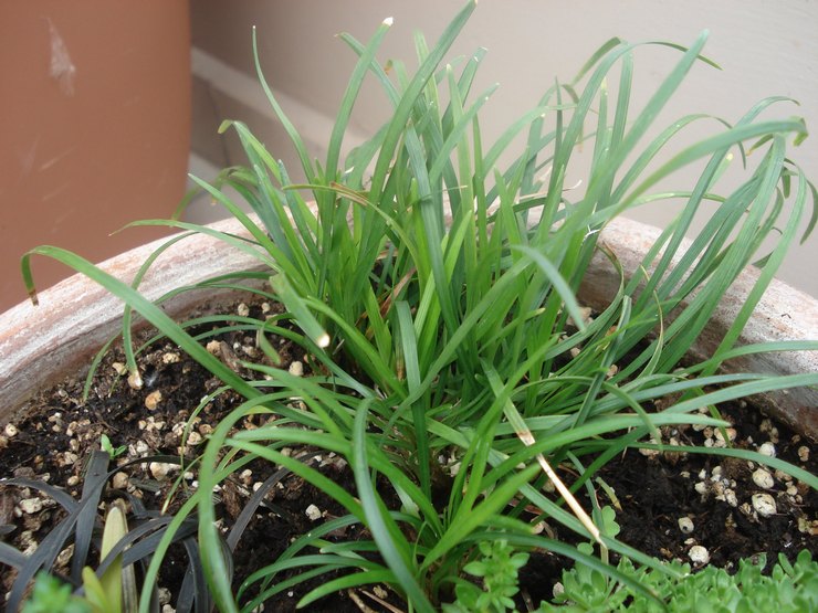 Prendre soin de l'ophiopogon japonais à la maison