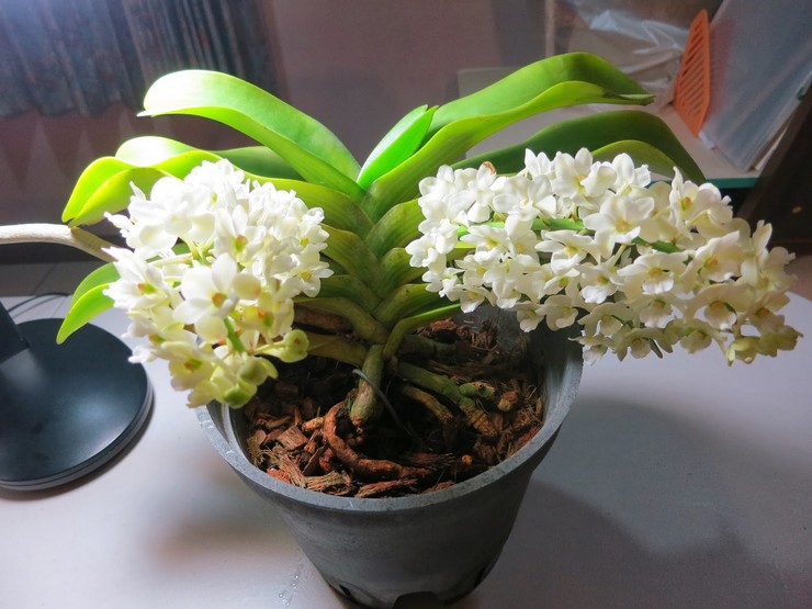 Orchidée Rhynchostilis