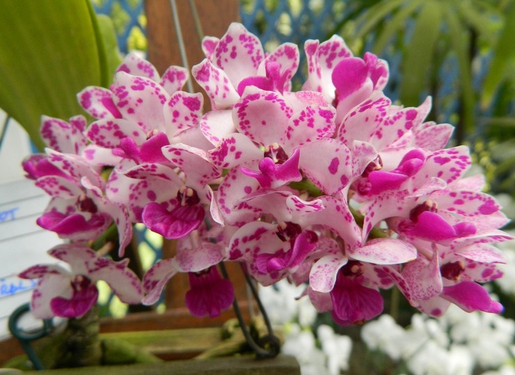 Prendre soin de l'orchidée rhynchostilis à la maison
