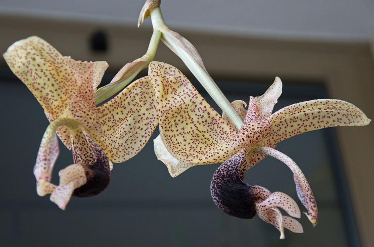 Orchidée Stangopeya