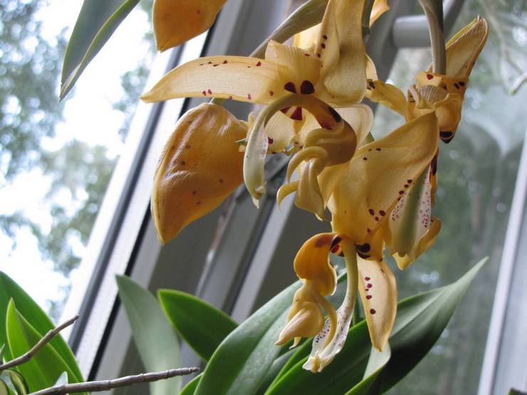 Prendre soin de l'orchidée stangopeya à la maison