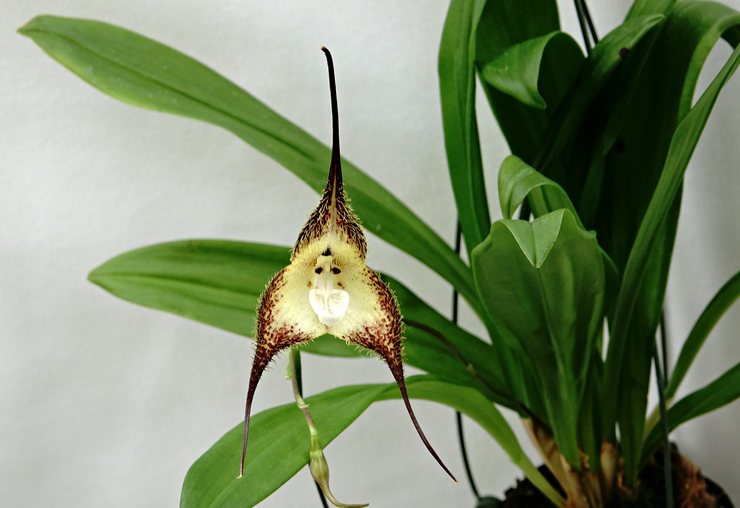 orchidée de singe