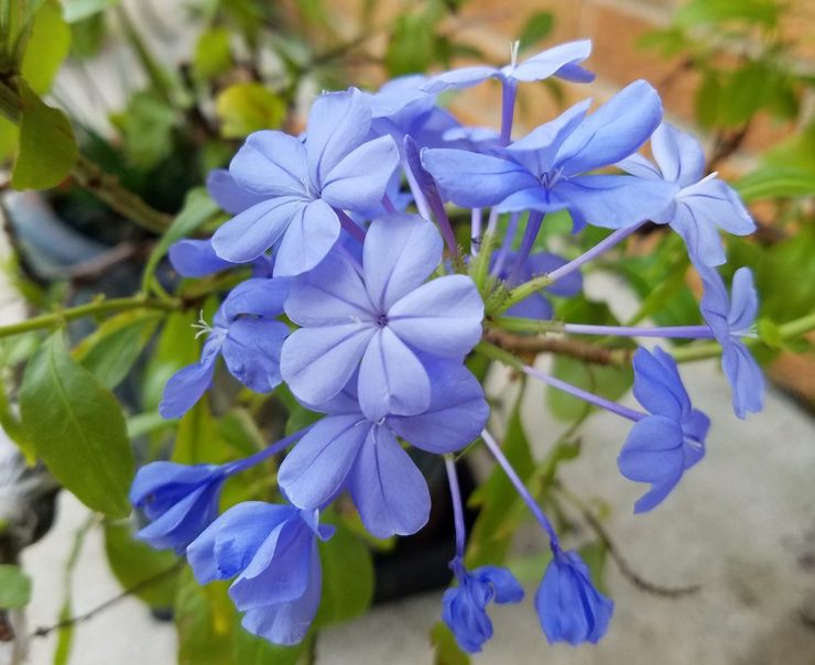 Comment propager le plumbago