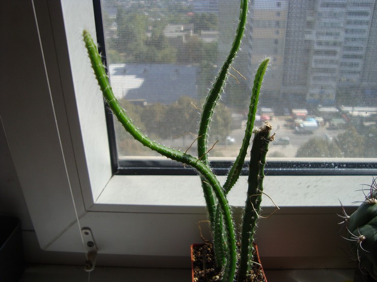 Cactus selenicereus