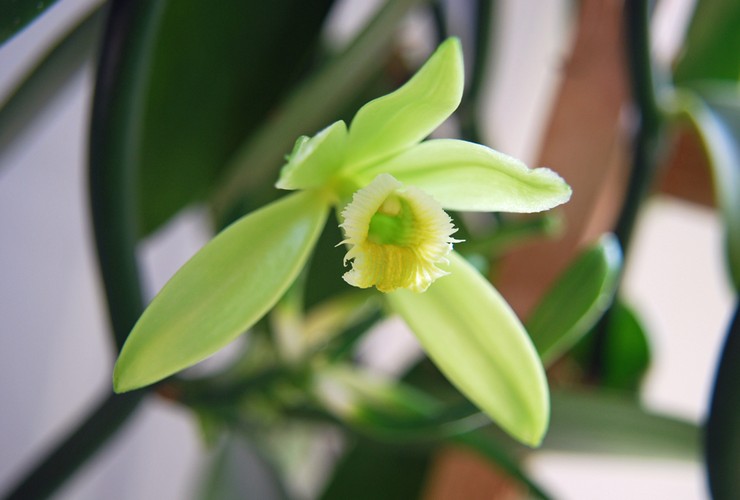 Soin de l'orchidée vanille à domicile