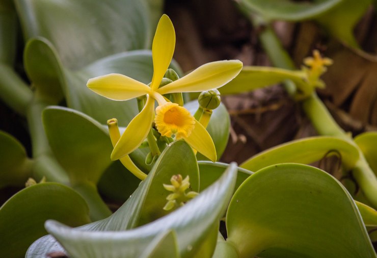 Orchidée à la vanille (Orchidée à la vanille)