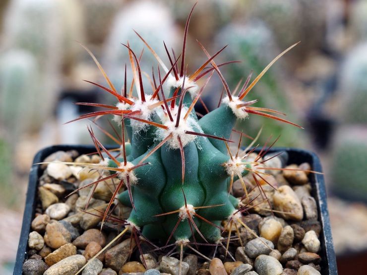 Reproduction de ferocactus