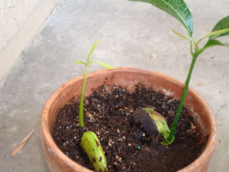 Comment faire pousser de la mangue à partir de graines