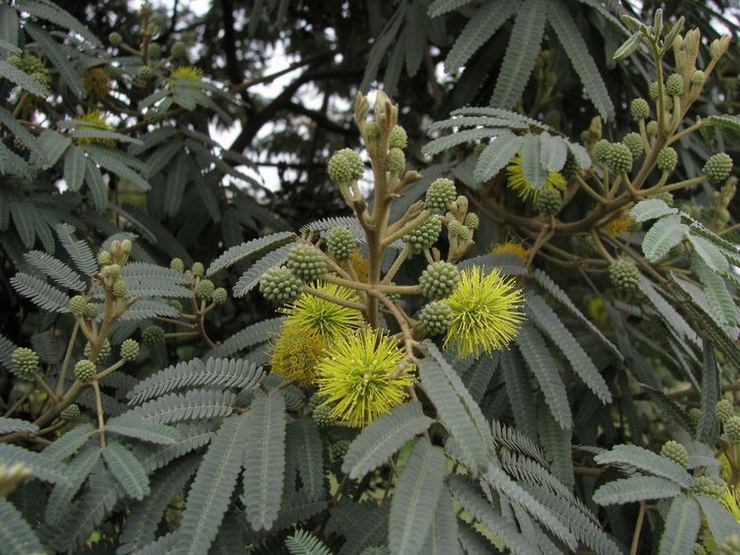 Mimosa rugueux