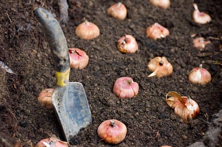 Comment planter correctement des bulbes de glaïeuls