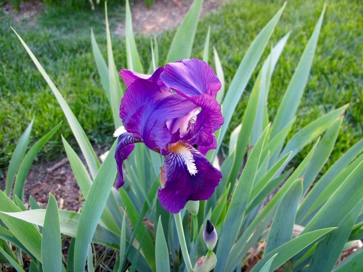 Iris allemand