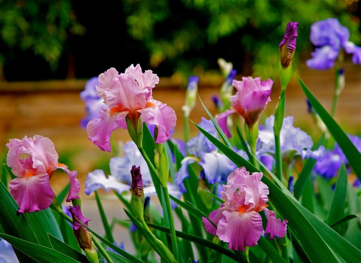 Prendre soin des iris dans le jardin