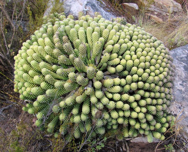 Euphorbia "Tête de Méduse"