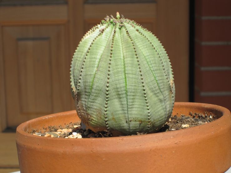 Euphorbia obèse ou dodue