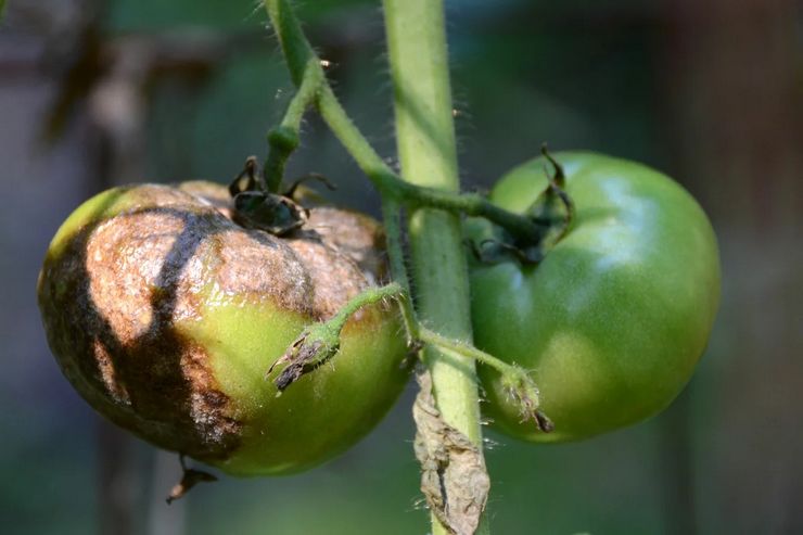 Phytophthora sur tomates