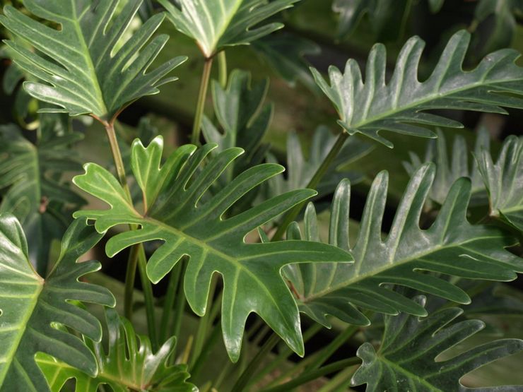 Philodendron bipenné