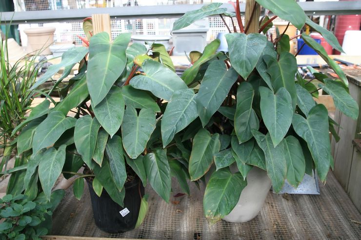 Philodendron rougissant