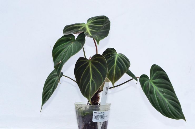 Philodendron verruqueux