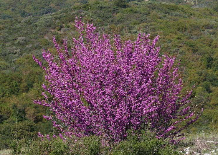 Cercis ouest