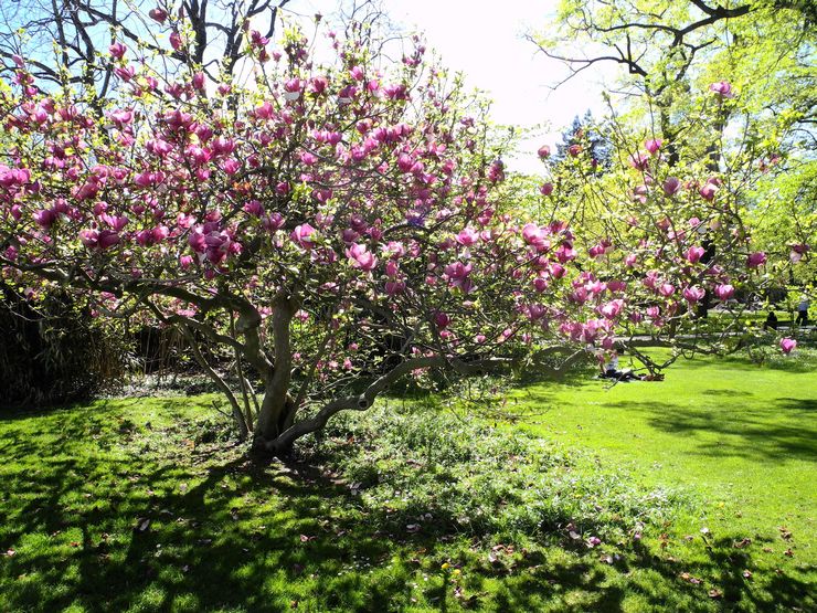 Arbuste Magnolia