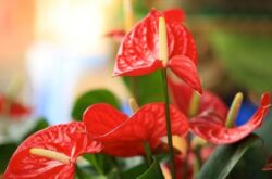 Anthurium