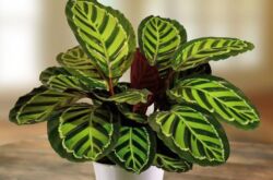 Calathea växt