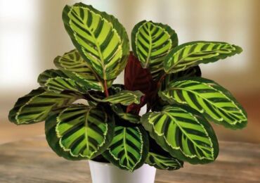 Calathea växt