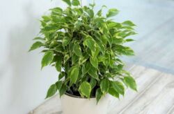 Ficus Benjamin