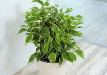 Ficus Benjamin