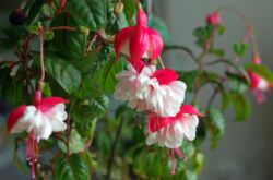 Fuchsia växt