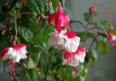 Fuchsia växt