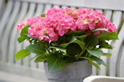 Hydrangea dalaman