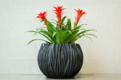 Guzmania växt