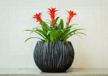 Guzmania växt