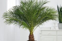 Date palm, eller datum