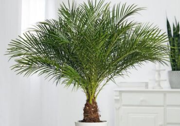 Date palm, eller datum